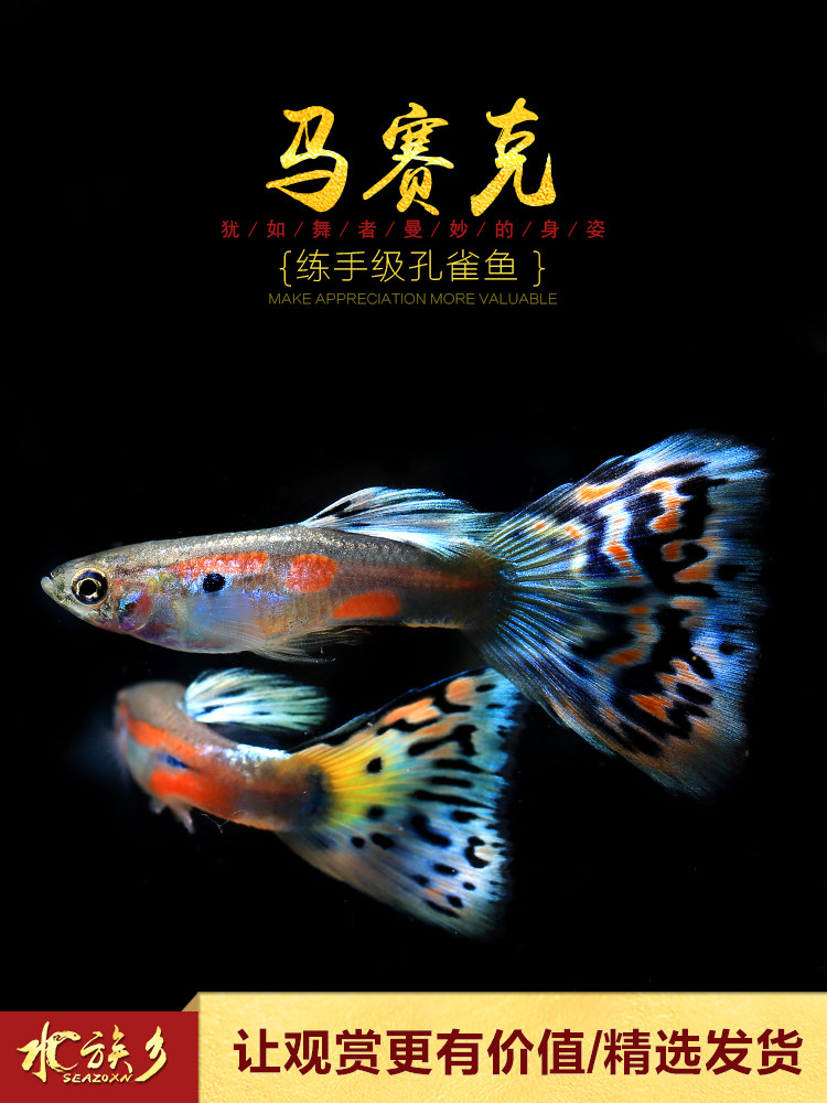 Aquarium Township] Practice hand-level mosaic guppy tropical ornamental fish tank Pet live freshwater phoenix-tailed medusa