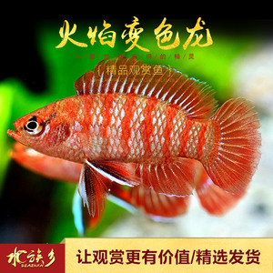 火焰变色鱼淡水草缸热带观赏龙鱼红蓝霓虹小型灯鱼混养热带鱼活体