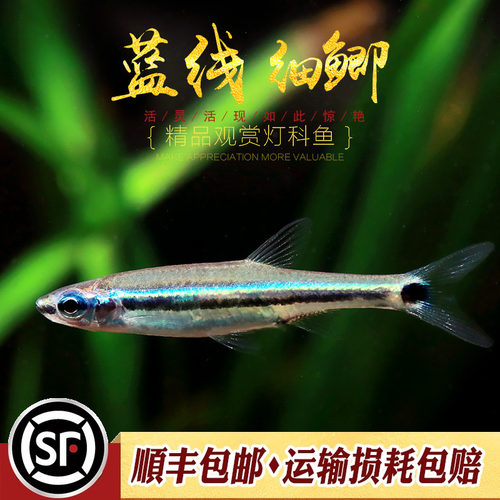 蓝线细鲫原生淡水灯科鱼草缸