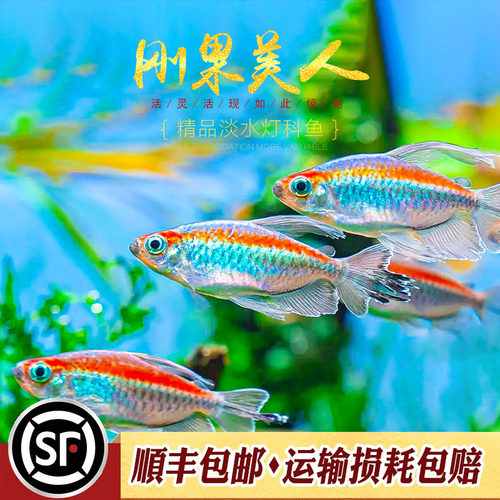 刚果美人鱼群游鱼淡水