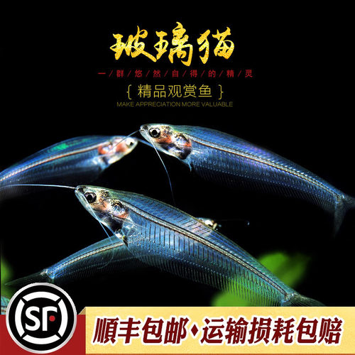 小型透明小型鱼水族乡玻璃鱼淡水