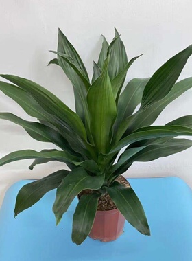 青叶也门铁盆栽植物带土发货一本万利金心螺纹铁雅丽皇后白雪公主