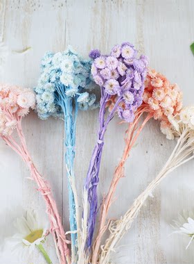 永生花黄蜡菊美人菊ins风插花
