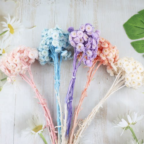 永生花黄蜡菊美人菊ins风插花