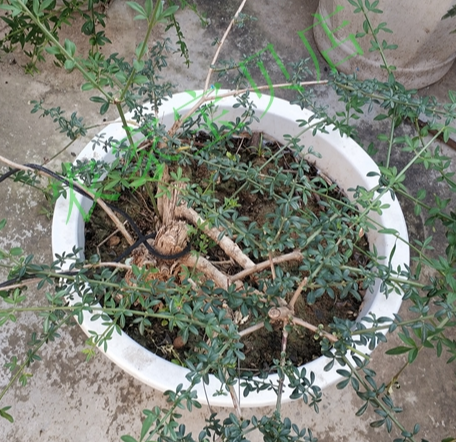 甘肃陇南小叶迎春花老树庄迎春花盆景客厅观赏盆栽看灯花