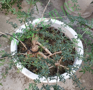 甘肃陇南小叶迎春花老树庄迎春花盆景客厅观赏盆栽看灯花