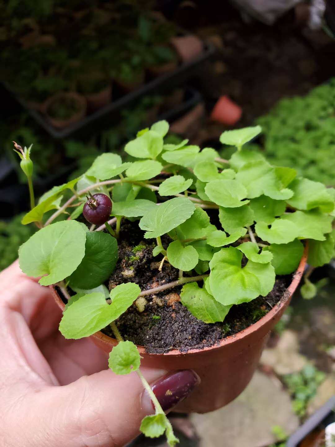 山野草铜锤玉带草