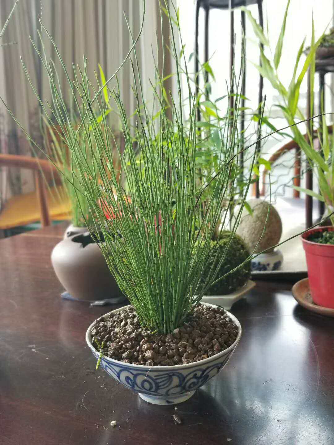 姬木贼 日本山野草姬木贼盆景盆栽