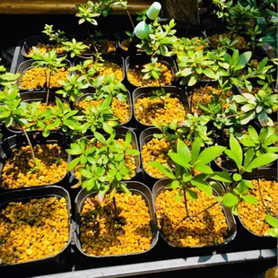 木木三日本原生皋月杜鹃八咫碧空美咲白梅鸨惠明美好月千岁锦盆景