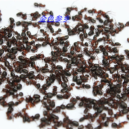 长白山野生红蚂蚁 个大 55元/250克 新货保证质量