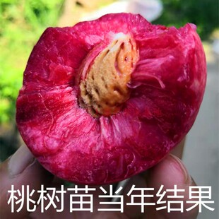 嫁接桃树苗水蜜桃早熟晚熟盆栽地栽油桃锦绣黄桃南北方种植果树苗