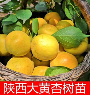 陕西蓝田华胥大银甜杏树苗嫁接当年结果南方北方种植地栽室外庭院