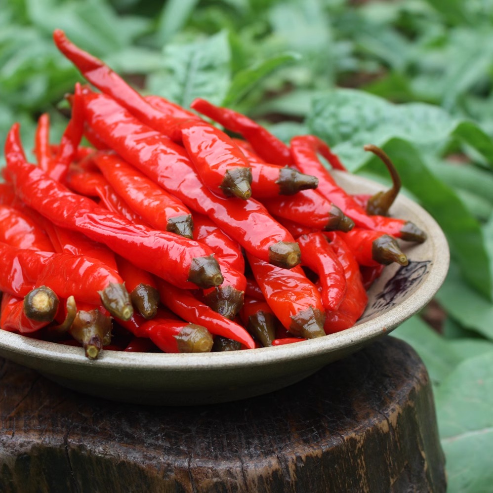 四川泡椒二荆条老坛泡菜泡辣椒