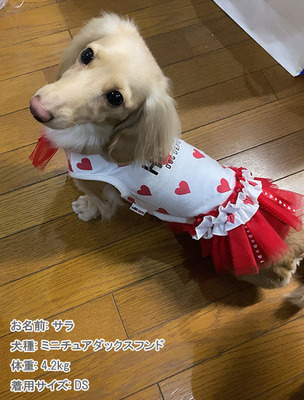 【DM码小狗集合衣服】DOG DEPT牌胸40到42腊肠犬瘦长身短腿款贵宾