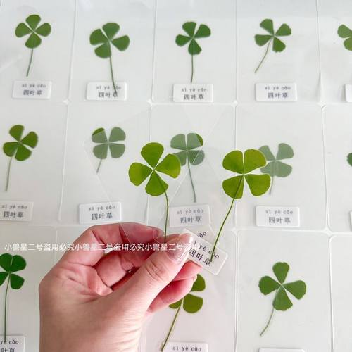 四叶草幸运草植物标本树脂滴胶手机壳植物M5配件装饰素材独立书签
