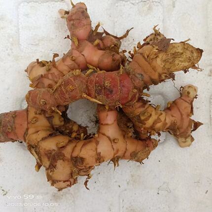 新鲜南姜山姜 galangal 冬阴功汤潮汕牛肉火锅配料农产品 包邮
