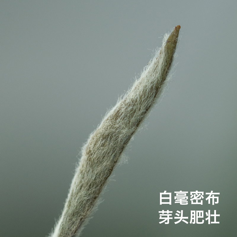 弄子里茶叶严选.2013年洞宫山牡丹王500g福建政和白茶特级白牡丹