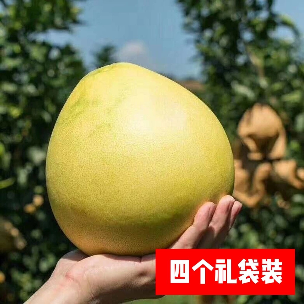 正宗梅州大埔老树红心蜜柚新鲜时令水果老树红柚果园直销四个礼袋