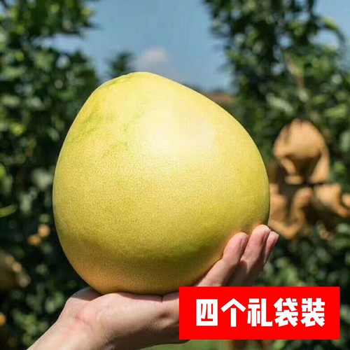 梅州大埔红心蜜柚果园现摘