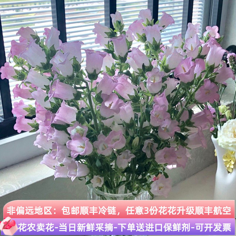 风铃花鲜花斗南直发云南基地花卉花束花瓶插花鲜切花水培铃铛花,鲜花速递/花卉仿真/绿植园艺,花材,淘宝优惠券,粉丝福利购,淘宝优惠卷