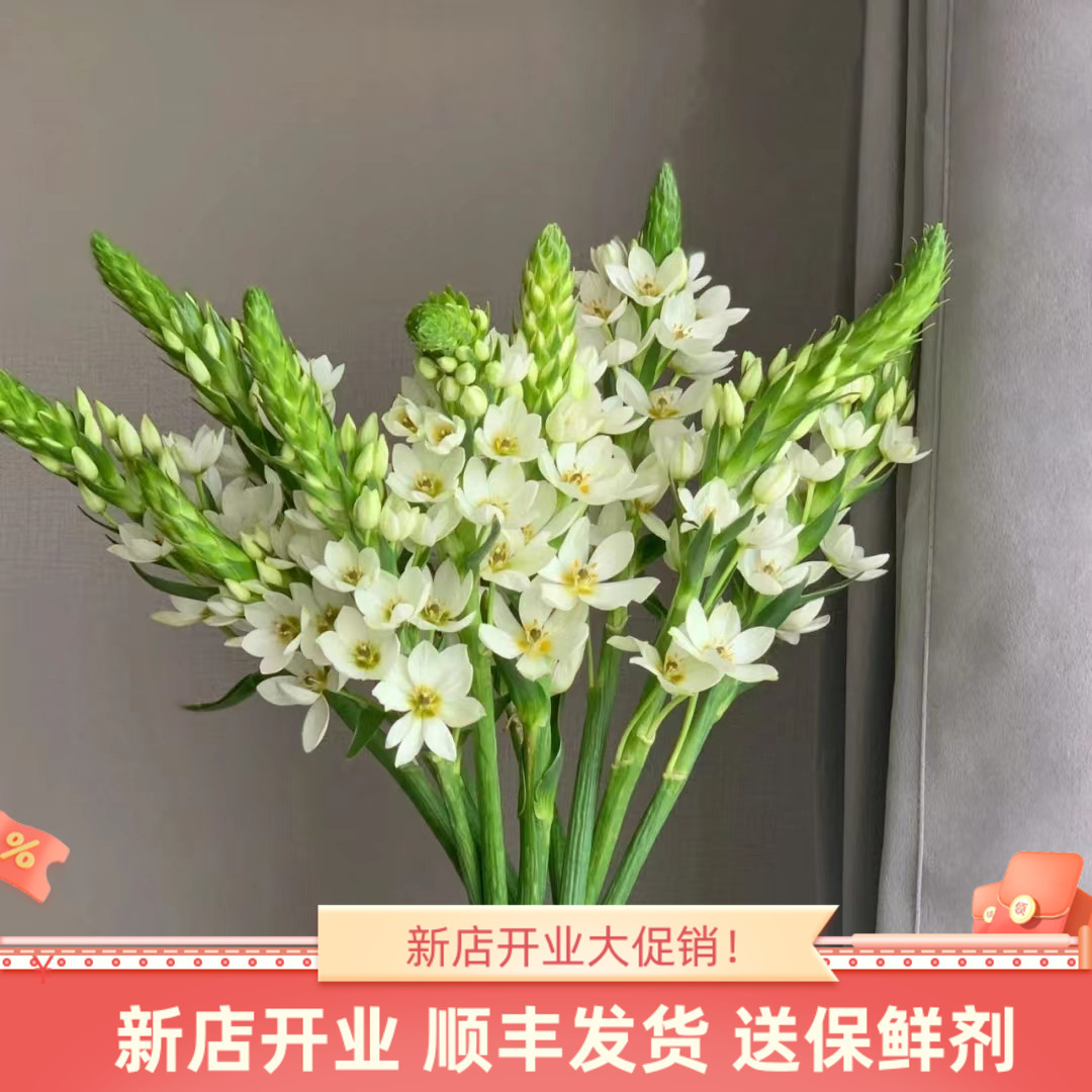 鲜切花圣星百合云南昆明斗南基地直发顺丰家用水培插花束真花圣心