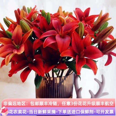 红宝石亚百合水养家用百合带花苞发货云南直发红色昆明新鲜顺丰