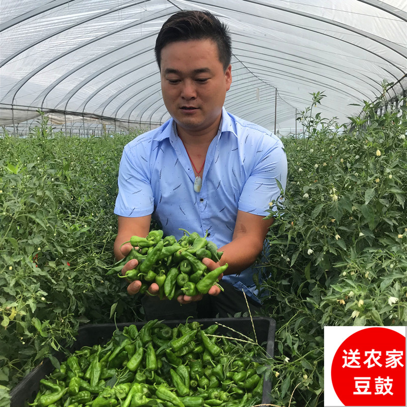 2021年新货包邮枫树丰收现摘辣椒