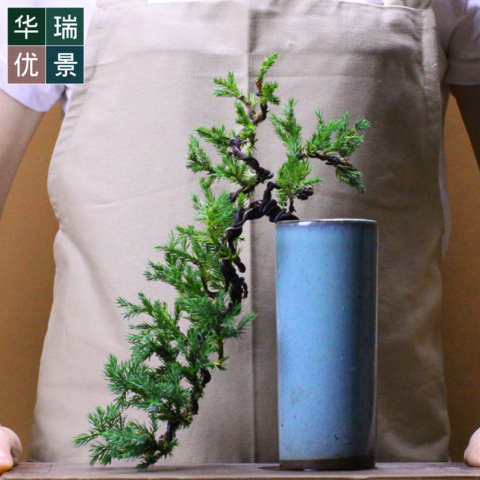 掌上悬崖造型地柏小盆景刺柏树微型盆栽室内阳台绿植办公居家植物,鲜花速递/花卉仿真/绿植园艺,绿植,淘宝优惠券,粉丝福利购,淘宝优惠卷