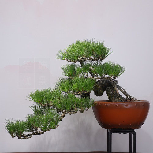 造型爆皮黑松盆景老桩松柏盆栽四季常青植物居家办公绿植 年货礼 - 封面