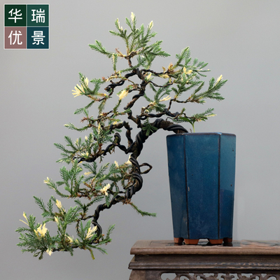 绿植阳台金芯地柏老桩悬崖造型