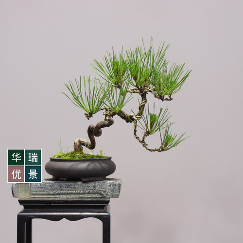 小黑松掌上盆景耐旱耐冻送礼