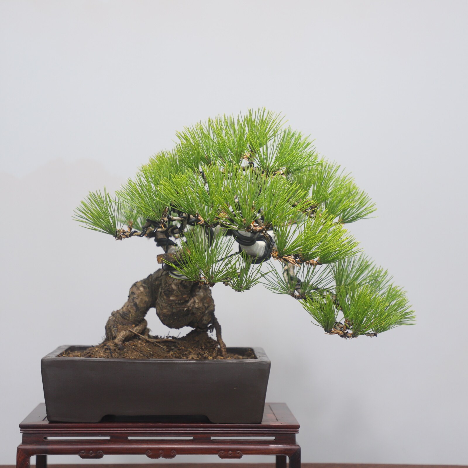 华瑞优景爆皮造型黑松矮霸老桩盆景松柏庭院办公居家绿植耐寒耐冻