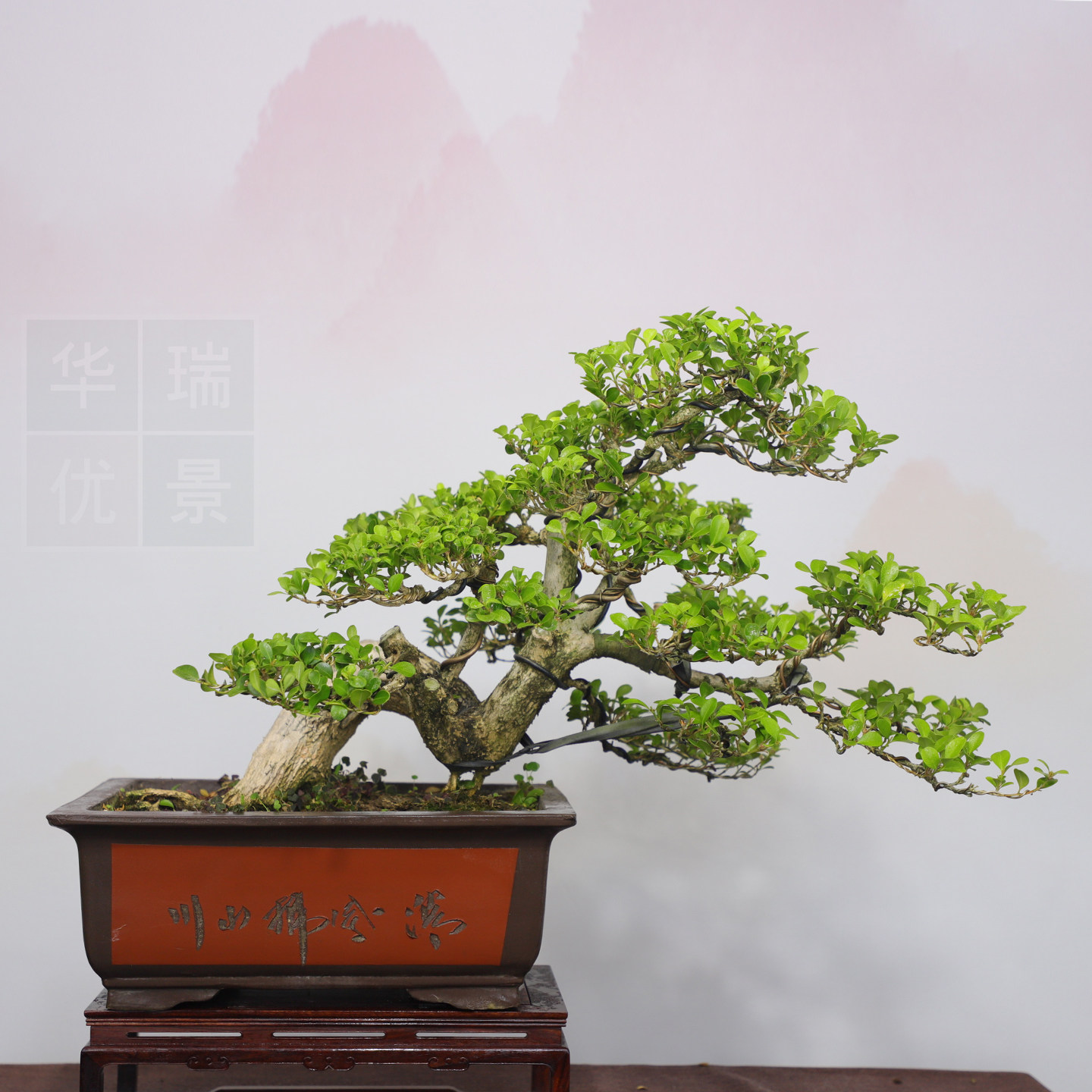 瓜子黄杨老桩熟桩四季常青盆景图片