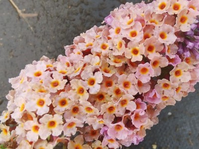 花之力量花叶大中紫色橙色醉鱼草