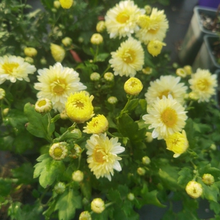 食用杭白菊小苗/盆栽泡茶-耐热耐寒花期十月