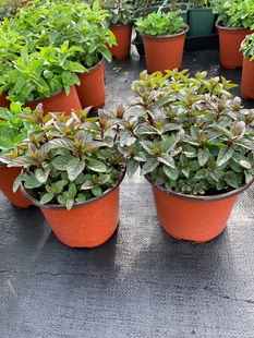 [浣花草堂]各种薄荷小盆栽,糖果留兰香胡椒荷兰香橙苹果