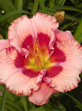 25种进口大花萱草裸根苗