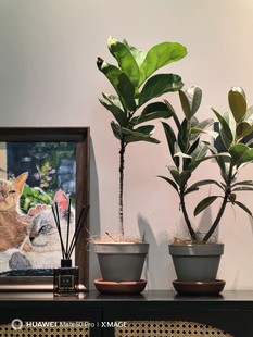 包邮雀斑小姐/黑金刚橡皮树室内绿植，喜阳耐阴耐寒耐热