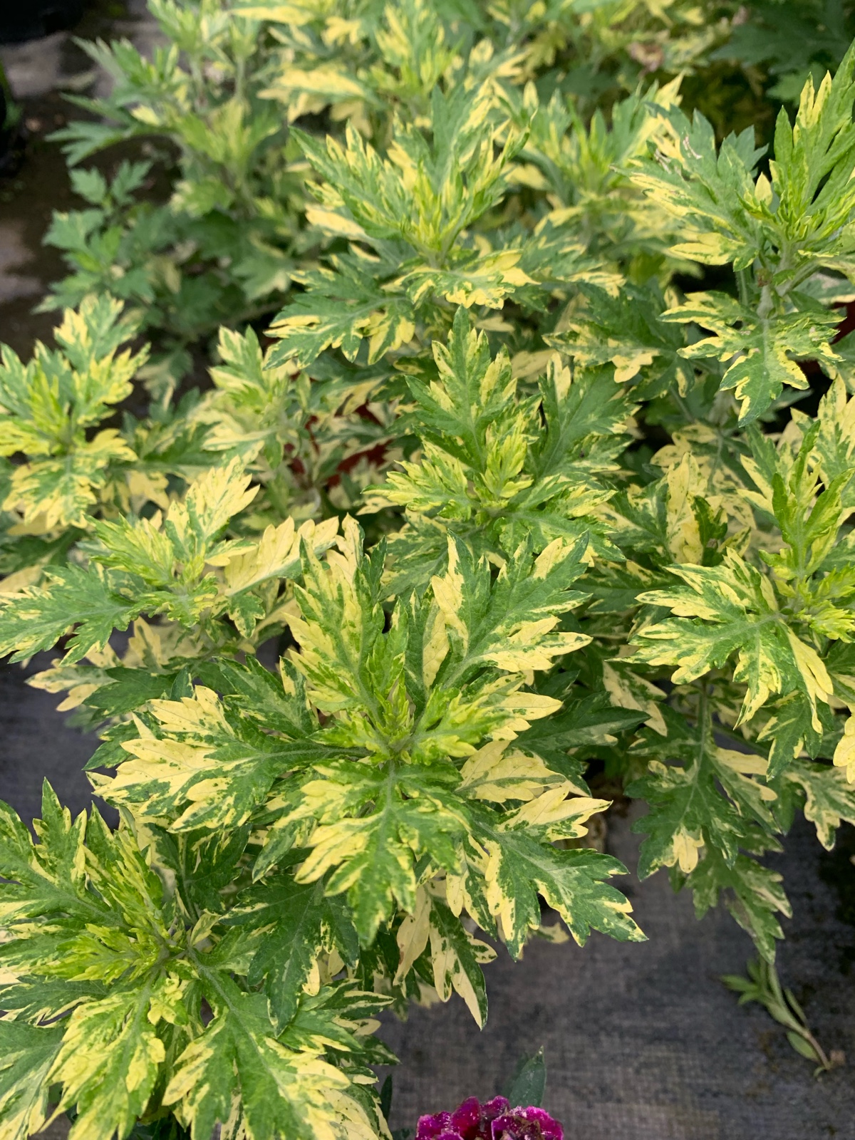 黄金草花花叶东洋之光小苗盆栽