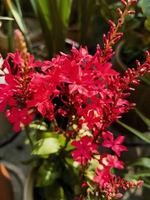 红雪花/紫花丹花期冬天