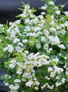 【新品】纯白色金露花花期和夏天一样长