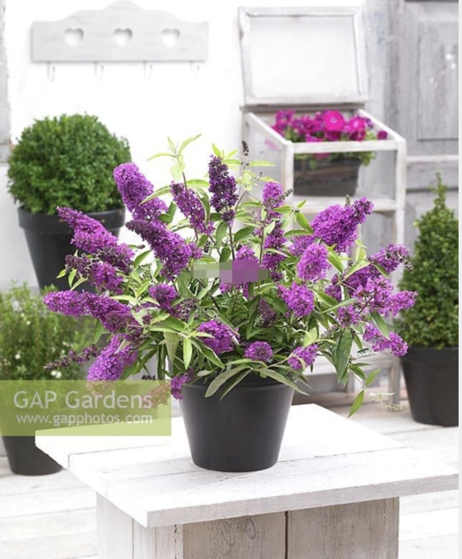 醉鱼草 'Tutti Fruitti'什锦糖小型适合盆栽