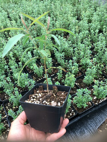 尤加利柠檬桉大中小苗驱蚊叶子