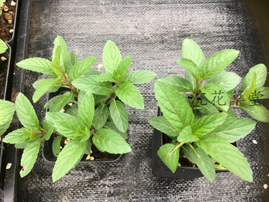 []食用香草苗之:胡椒薄荷小苗泡茶,咖啡,调酒及烹调