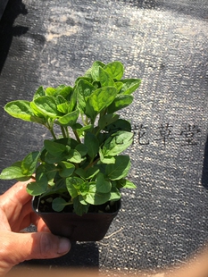 EnglishMint制作果酱冷饮 van 食用香草苗之英国薄荷