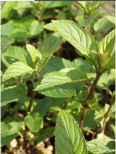 进口新品糖果茶饮部分修剪香草苗