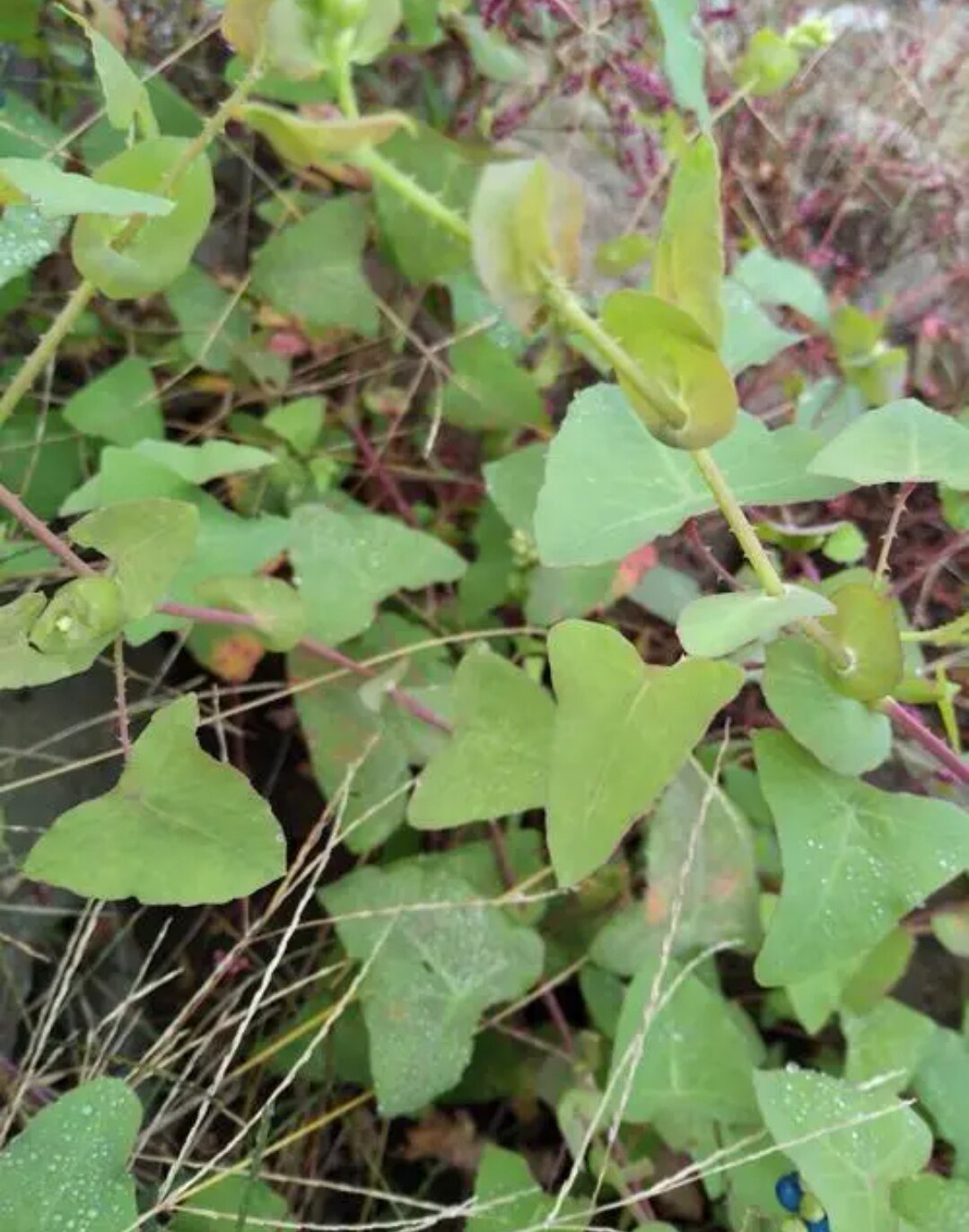 新鲜杠板归中草药晒干杠板归中草药蛇草蛇不过梨头刺