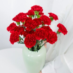 单头康乃馨多头康乃馨鲜切花云南鲜花基地直发家用母亲节花束