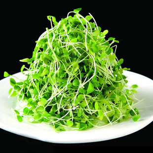 新鲜蔬菜香椿苗芽苗菜300克凉拌香椿  实地教学香椿芽种植技术