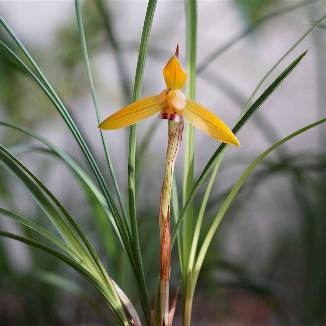 春兰红塔金秋名贵兰花苗带花苞浓香室内办公阳台庭院绿植盆栽花卉